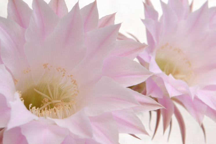 moodfotografie Kaktusblüten