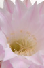 Moodfotografie Kaktusblüte